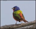 _7SB2830 painted bunting